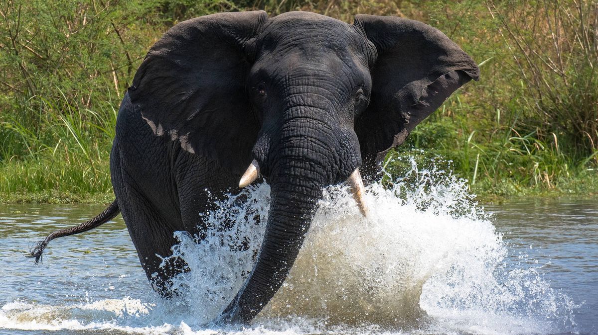 Angry elephant on safari kills American pensioner